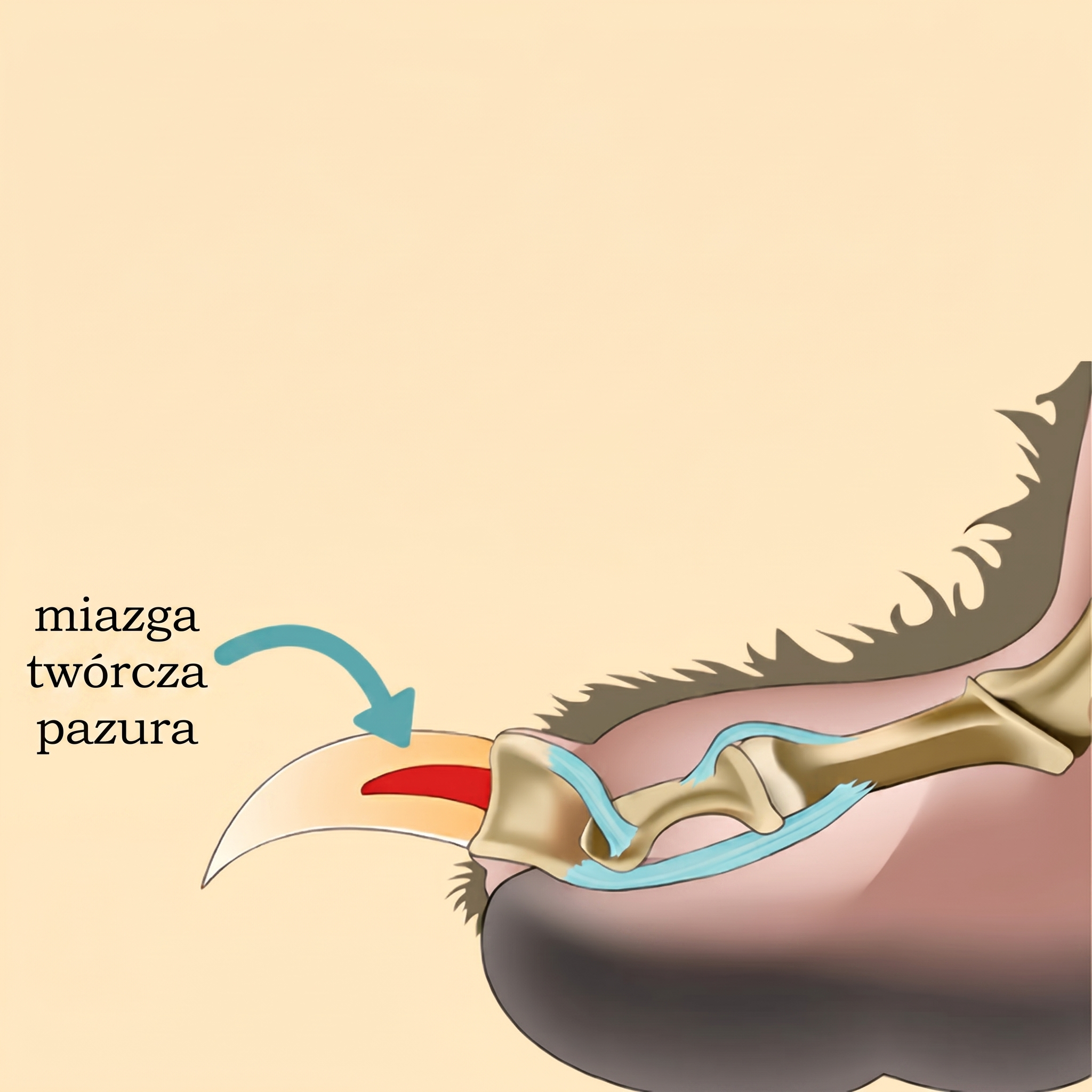 Diagram żywej części pazura z naczyniami krwionośnymi